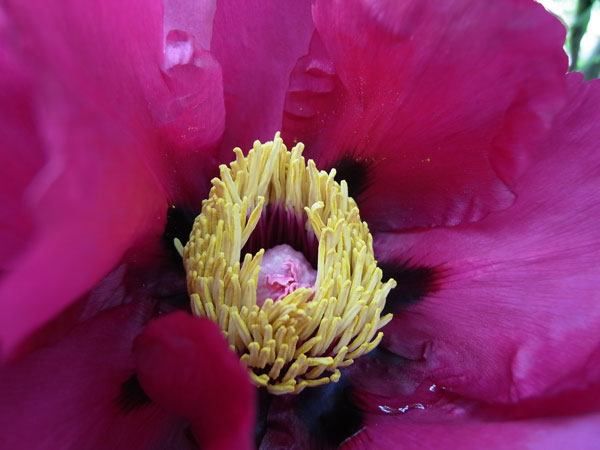 f:id:elmikamino:20100605105904j:image