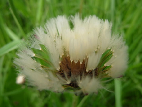 f:id:elmikamino:20100605105906j:image