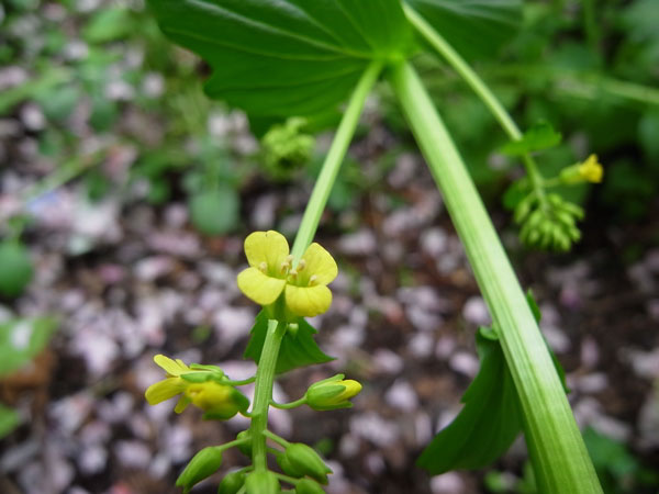 f:id:elmikamino:20100605105907j:image