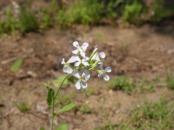 f:id:elmikamino:20100608103657j:image