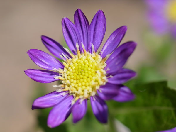 f:id:elmikamino:20100608103658j:image