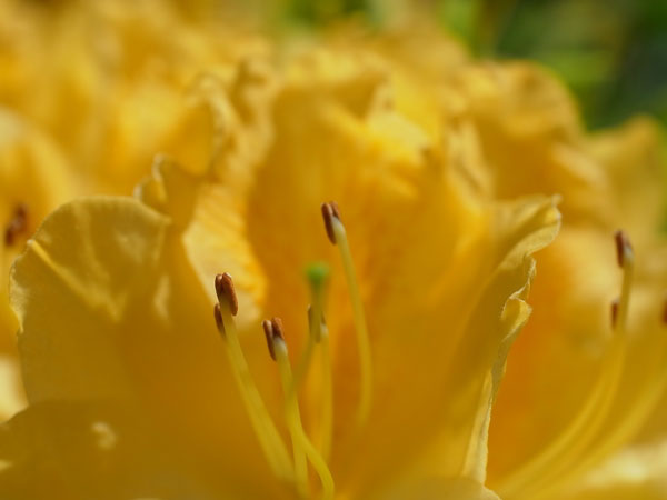 f:id:elmikamino:20100608103659j:image