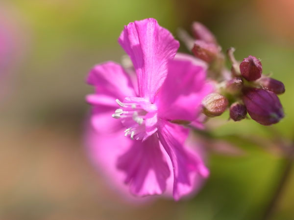 f:id:elmikamino:20100608103702j:image