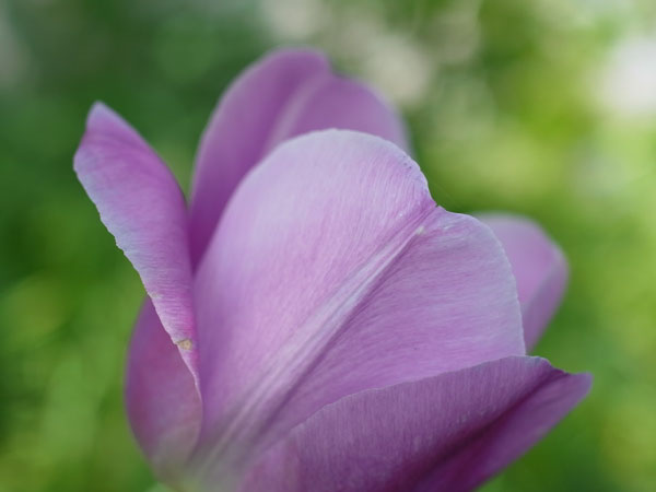 f:id:elmikamino:20100608103704j:image