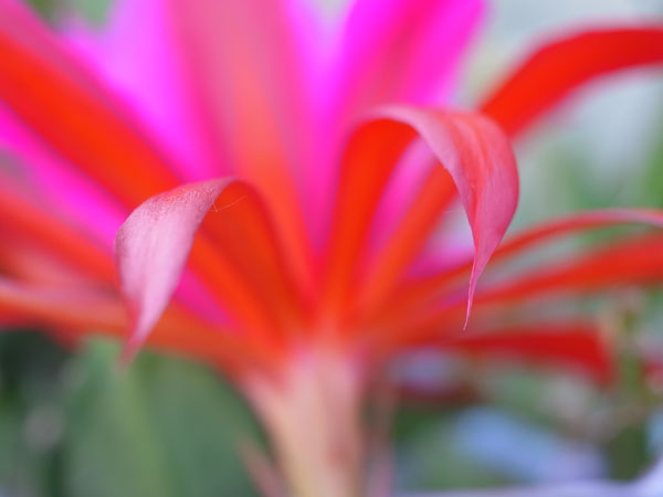 f:id:elmikamino:20100608103705j:image