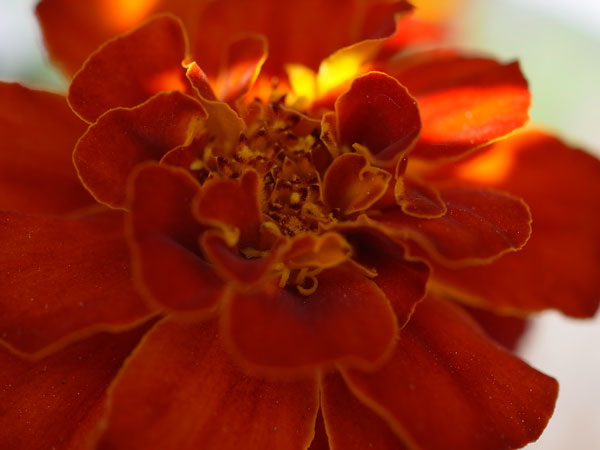 f:id:elmikamino:20100608103707j:image