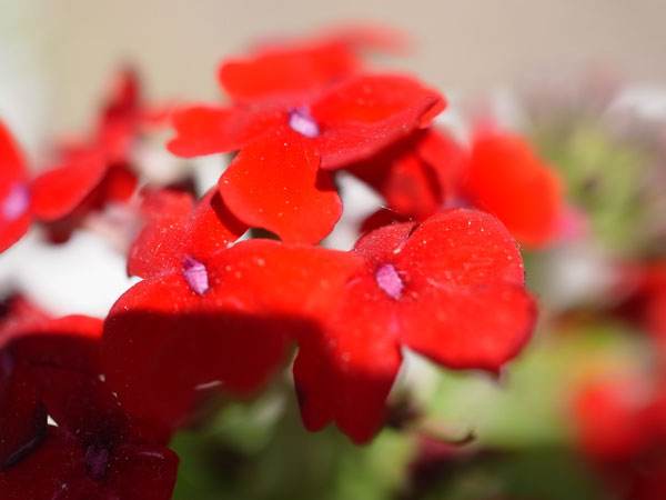 f:id:elmikamino:20100608103708j:image