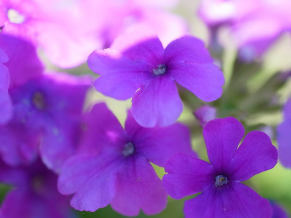 f:id:elmikamino:20100608103709j:image