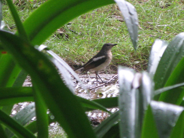 f:id:elmikamino:20100617221754j:image