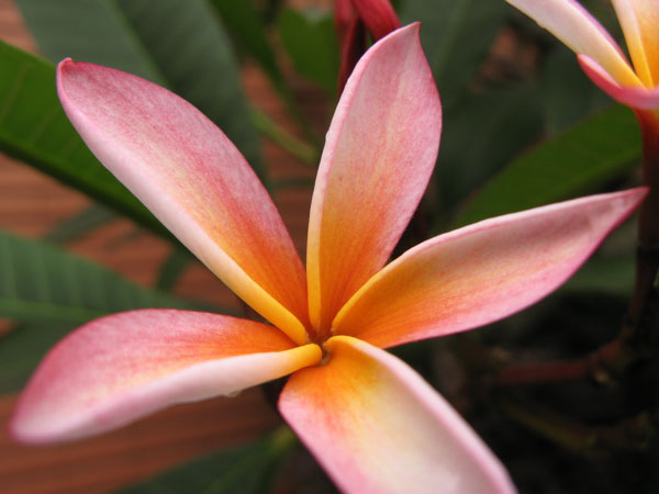 f:id:elmikamino:20100617221757j:image