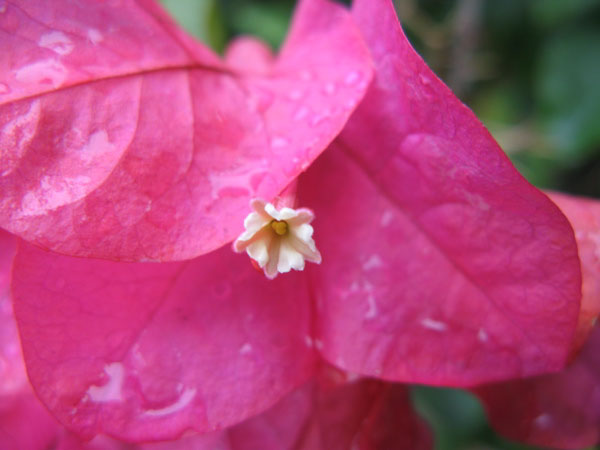 f:id:elmikamino:20100617221821j:image