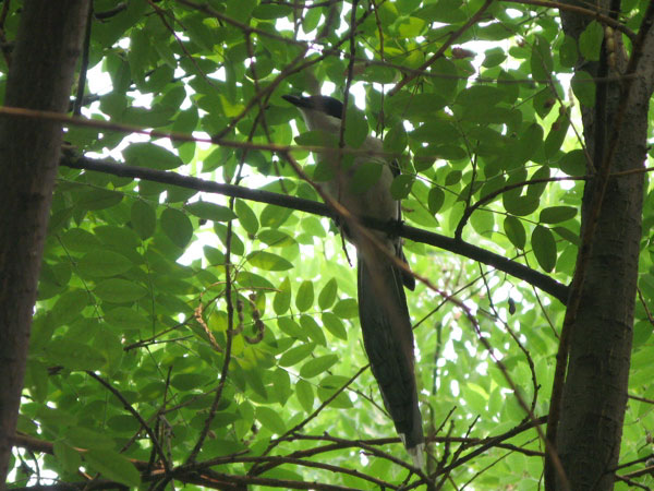f:id:elmikamino:20100617230542j:image
