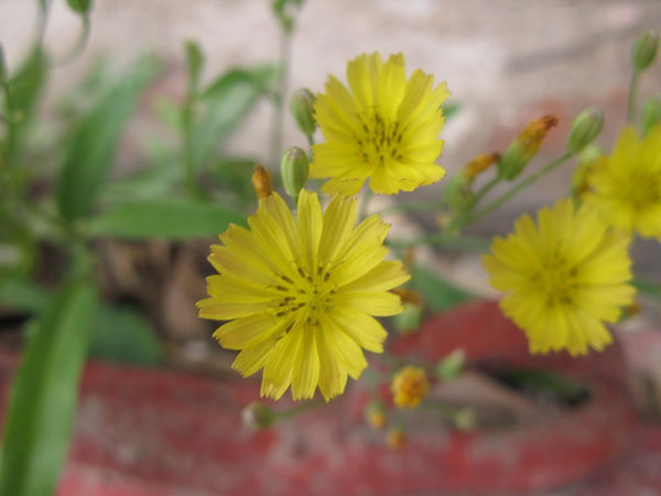 f:id:elmikamino:20100617230544j:image