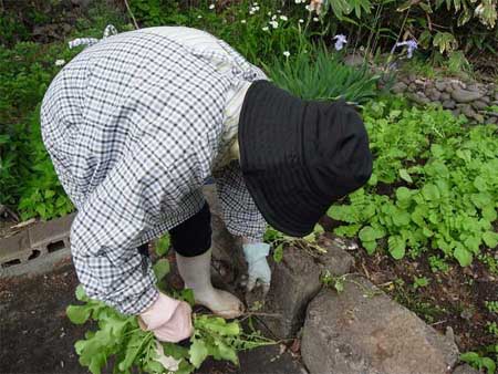 f:id:elmikamino:20100619011656j:image