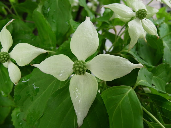f:id:elmikamino:20100619141914j:image