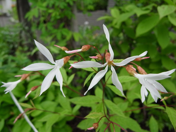 f:id:elmikamino:20100619141916j:image