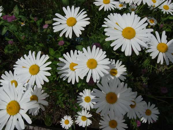 f:id:elmikamino:20100619141918j:image