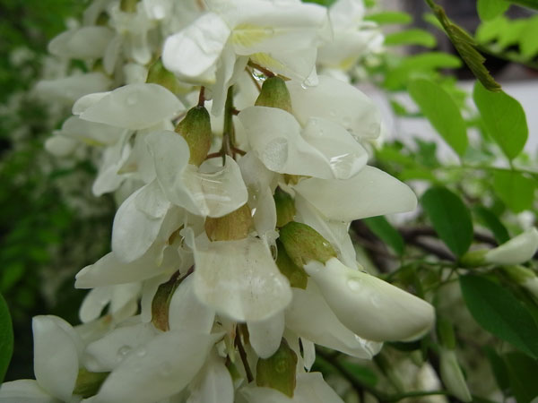 f:id:elmikamino:20100619141931j:image
