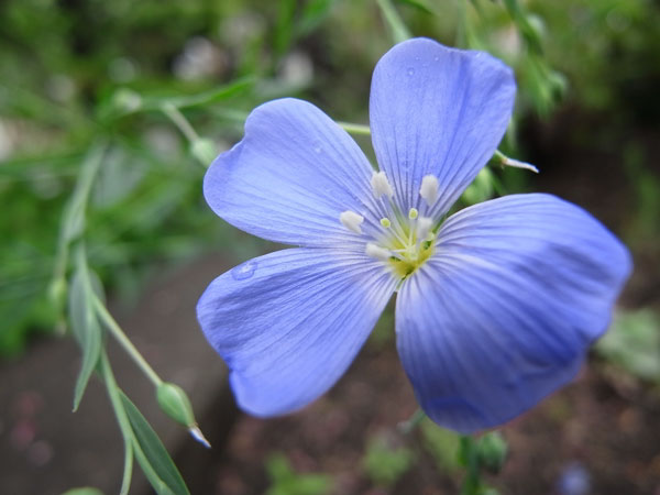 f:id:elmikamino:20100619141936j:image