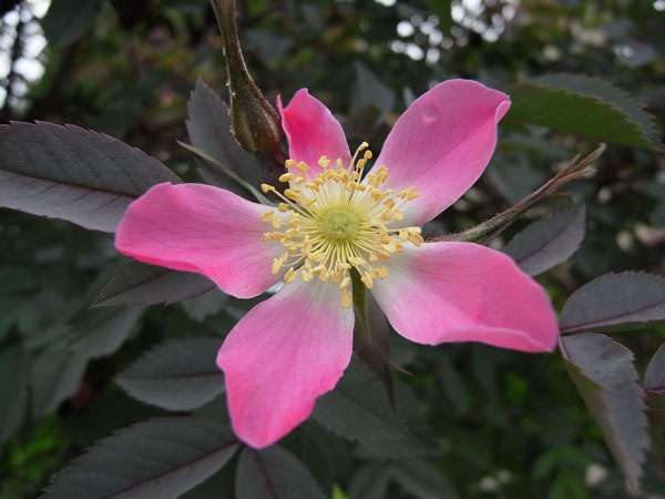 f:id:elmikamino:20100619141941j:image