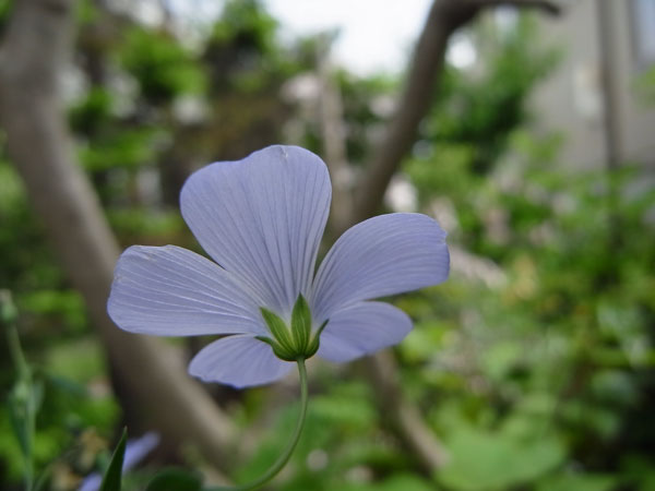 f:id:elmikamino:20100619150342j:image