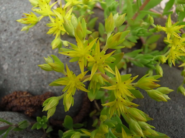 f:id:elmikamino:20100619150348j:image