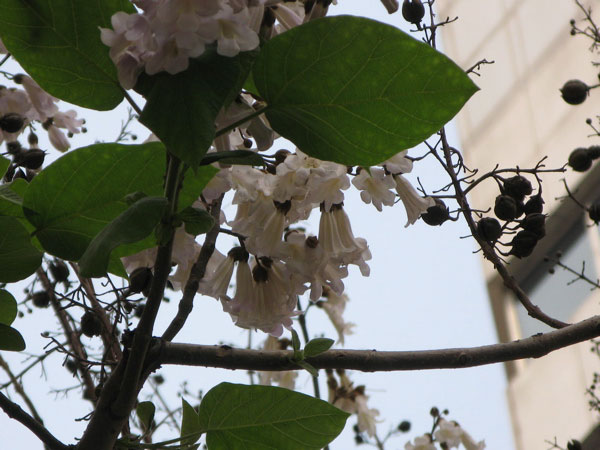 f:id:elmikamino:20100619193011j:image