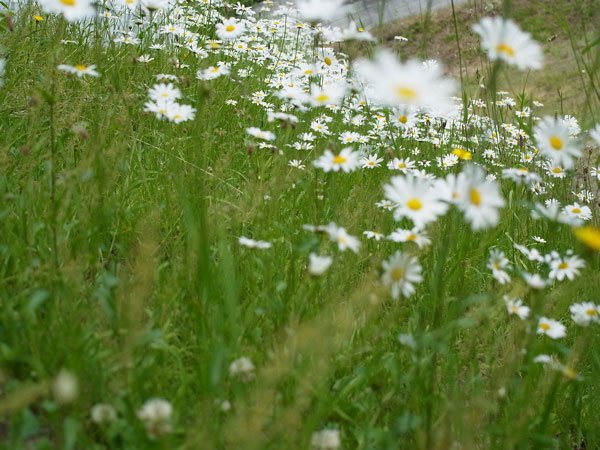 f:id:elmikamino:20100622113256j:image