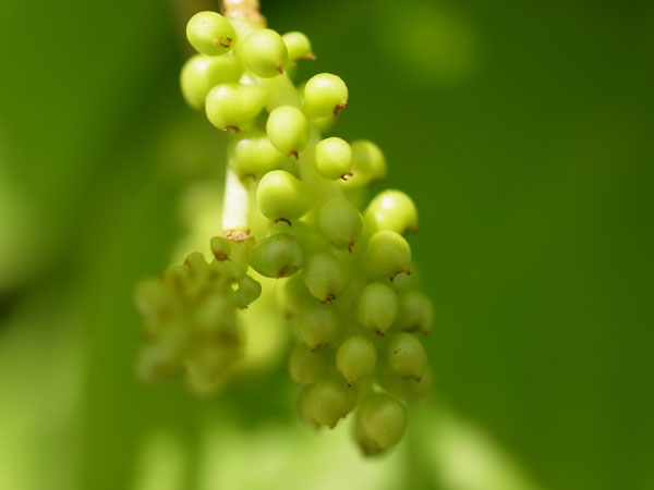 f:id:elmikamino:20100622113258j:image