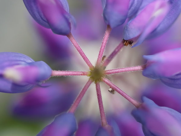 f:id:elmikamino:20100622113300j:image