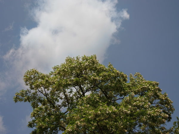 f:id:elmikamino:20100622113301j:image