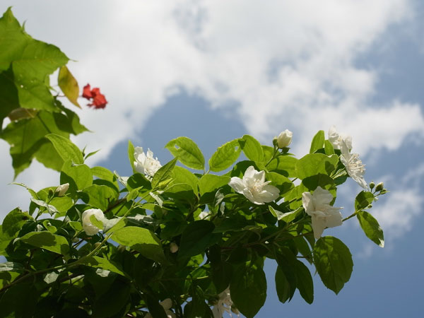 f:id:elmikamino:20100622113302j:image