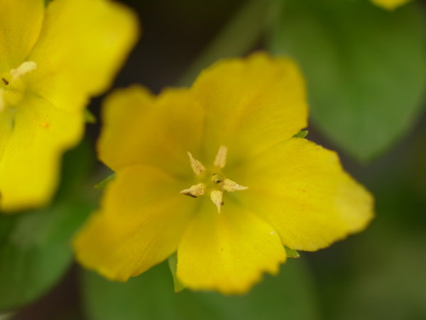 f:id:elmikamino:20100622113303j:image