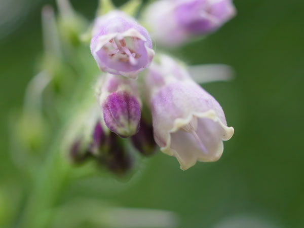 f:id:elmikamino:20100622113304j:image