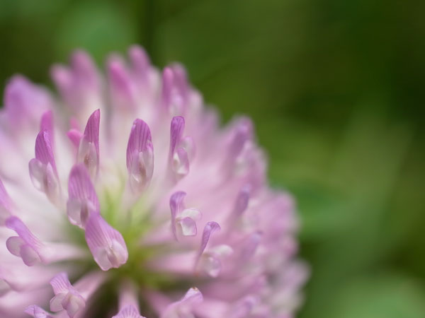 f:id:elmikamino:20100622113305j:image