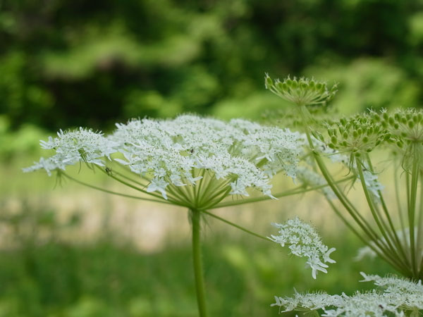 f:id:elmikamino:20100622113309j:image