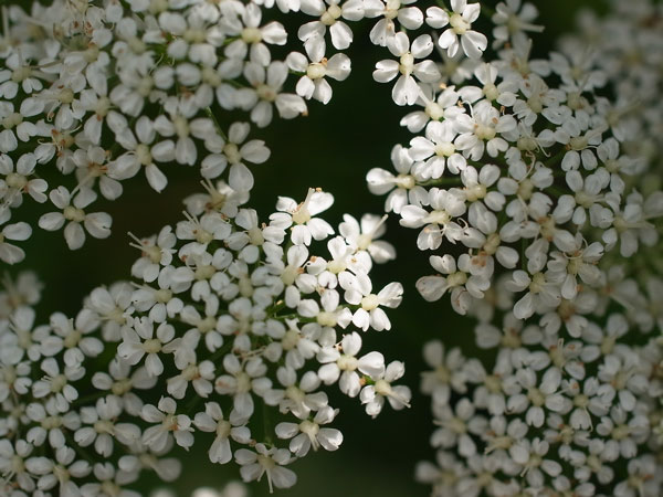 f:id:elmikamino:20100622113311j:image