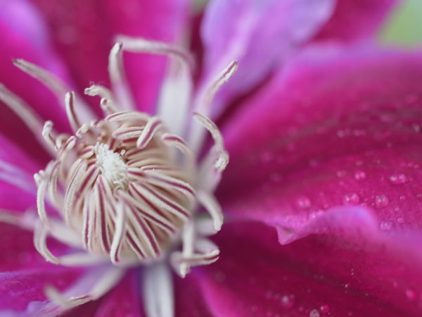 f:id:elmikamino:20100622113312j:image