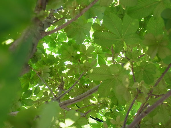 f:id:elmikamino:20100622113313j:image