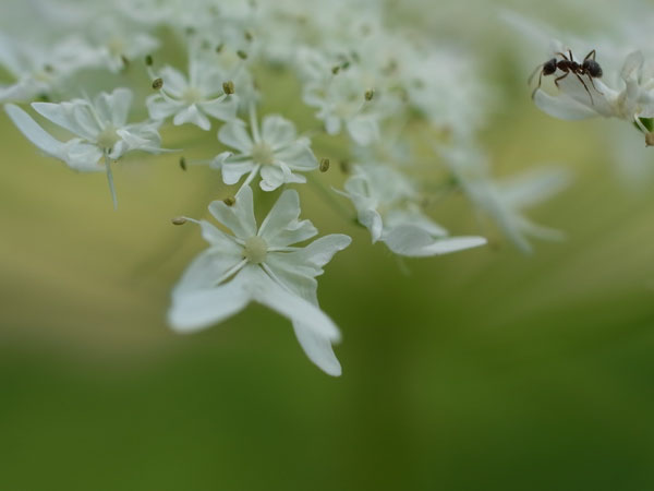 f:id:elmikamino:20100622113314j:image