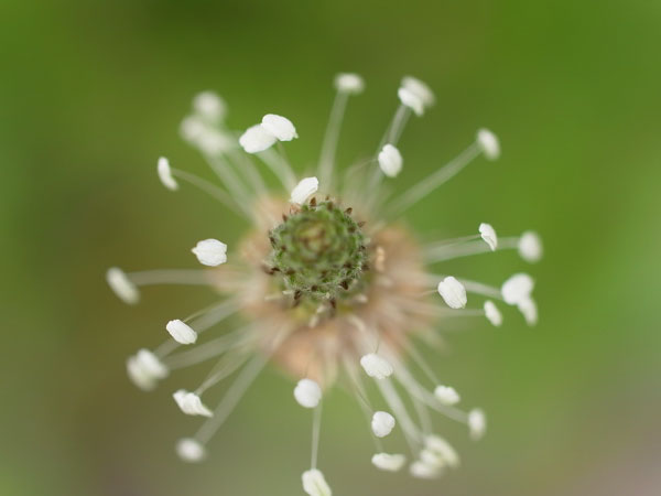 f:id:elmikamino:20100622114343j:image