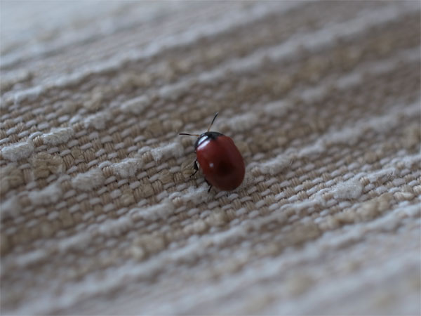 f:id:elmikamino:20100623163123j:image