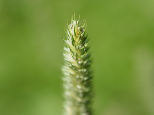 f:id:elmikamino:20100625092739j:image