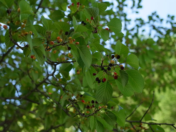 f:id:elmikamino:20100625103141j:image