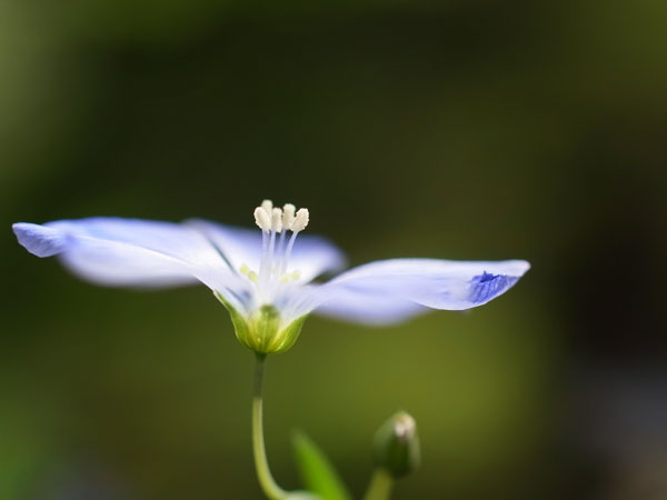 f:id:elmikamino:20100625103145j:image