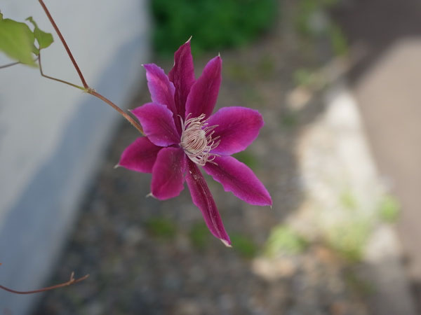 f:id:elmikamino:20100625103146j:image