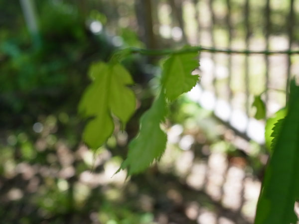f:id:elmikamino:20100625103147j:image