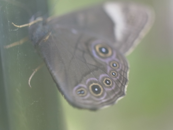 f:id:elmikamino:20100625104816j:image