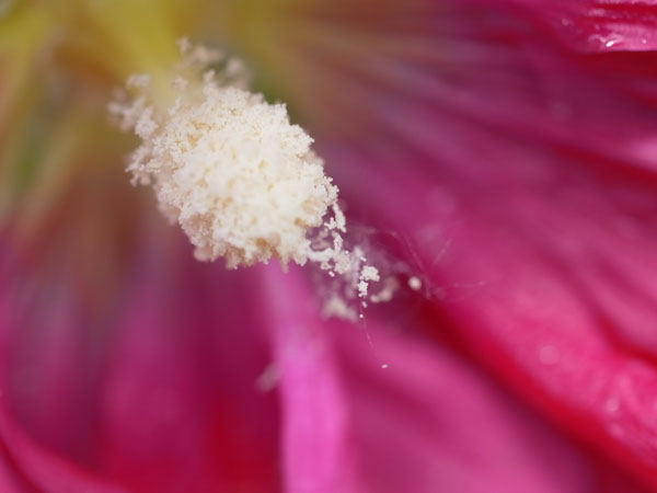 f:id:elmikamino:20100703130029j:image