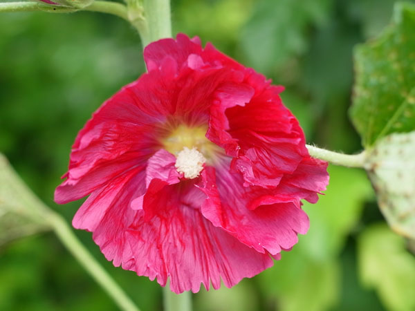 f:id:elmikamino:20100703130030j:image